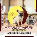 Acupuntura fácil en tu perro